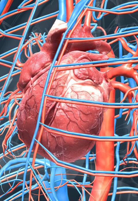 Cara Sinkronisasi Otak dan Jantung